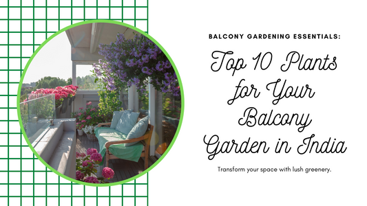 Top 10 plants for balcony garden in India