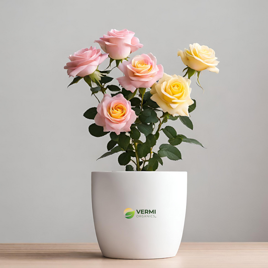 Rose (Pink Yellow) - Plant