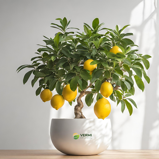 Nimboo, Lemon Tree (Big Fruit, Grafted)- Plant