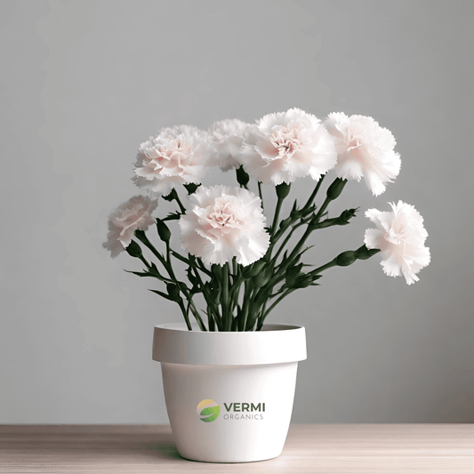 Carnation (White) - Plant