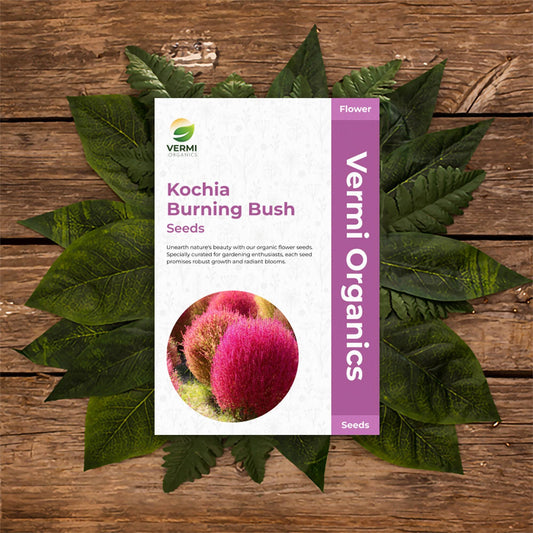 Kochia Burning Bush - Flower Seeds pack of 100