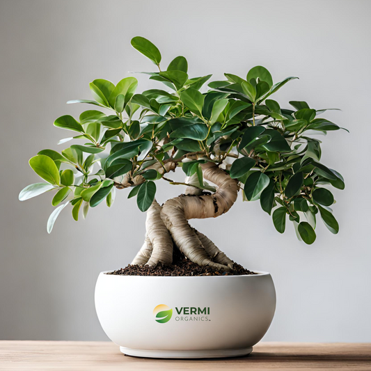 Ficus Bonsai Round Braided Arrangement - Plant