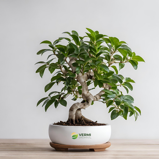 Ficus Panda Bonsai - Plant
