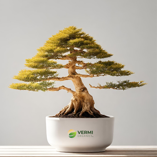 Golden Cypress Bonsai - Plant