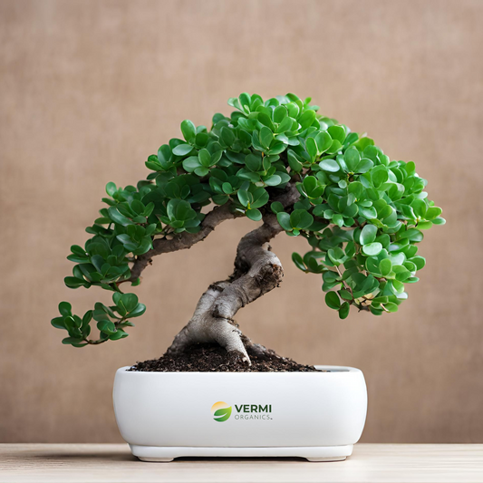 Jade Bonsai - Plant