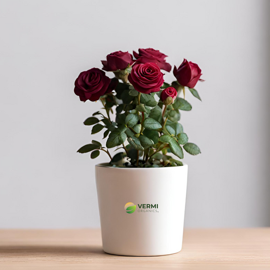 Miniature Rose, Button Rose (Maroon) - Plant