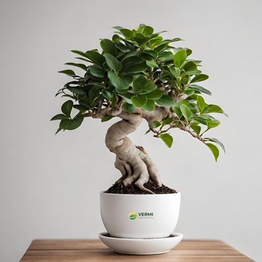 Ficus Microcarpa Bonsai- Plant 2 Feet