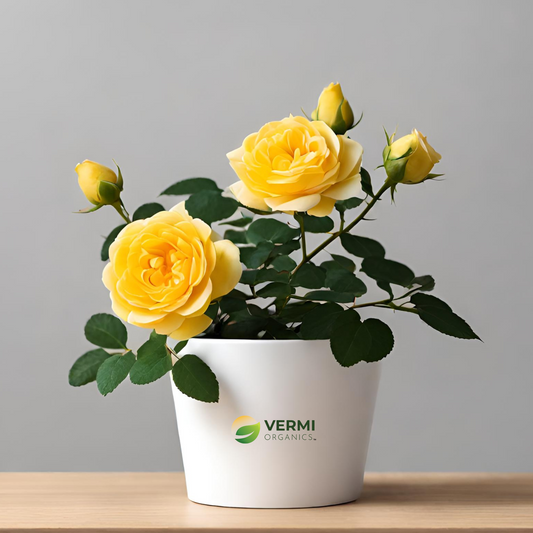 English Rose (Yellow) - Plant