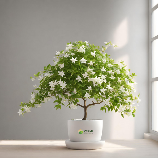 Tree Jasmine, Millingtonia Hortensis - Plant
