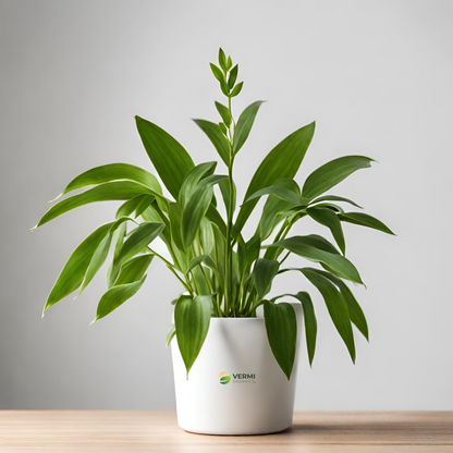 Polygonatum cirrhifolium - Plant