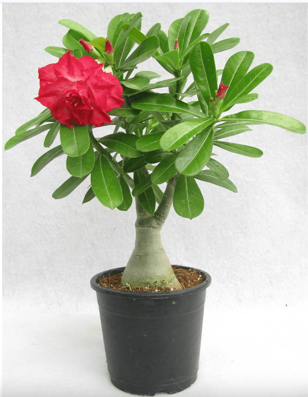 Buy Adenium, Desert Rose (Red Double) Plant- Vermi Organics