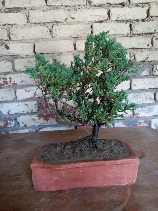 Silver cypress Bonsai - Plant