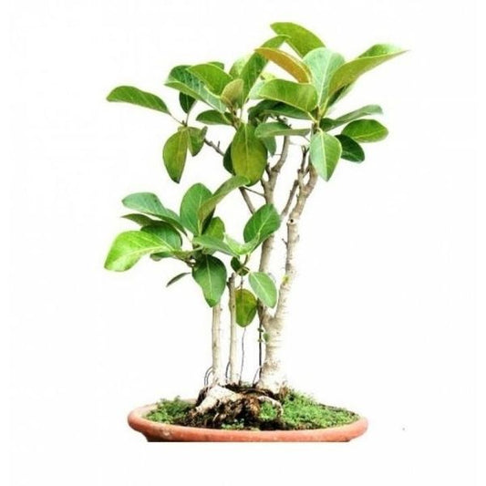 Banyan tree Bonsai - Plant