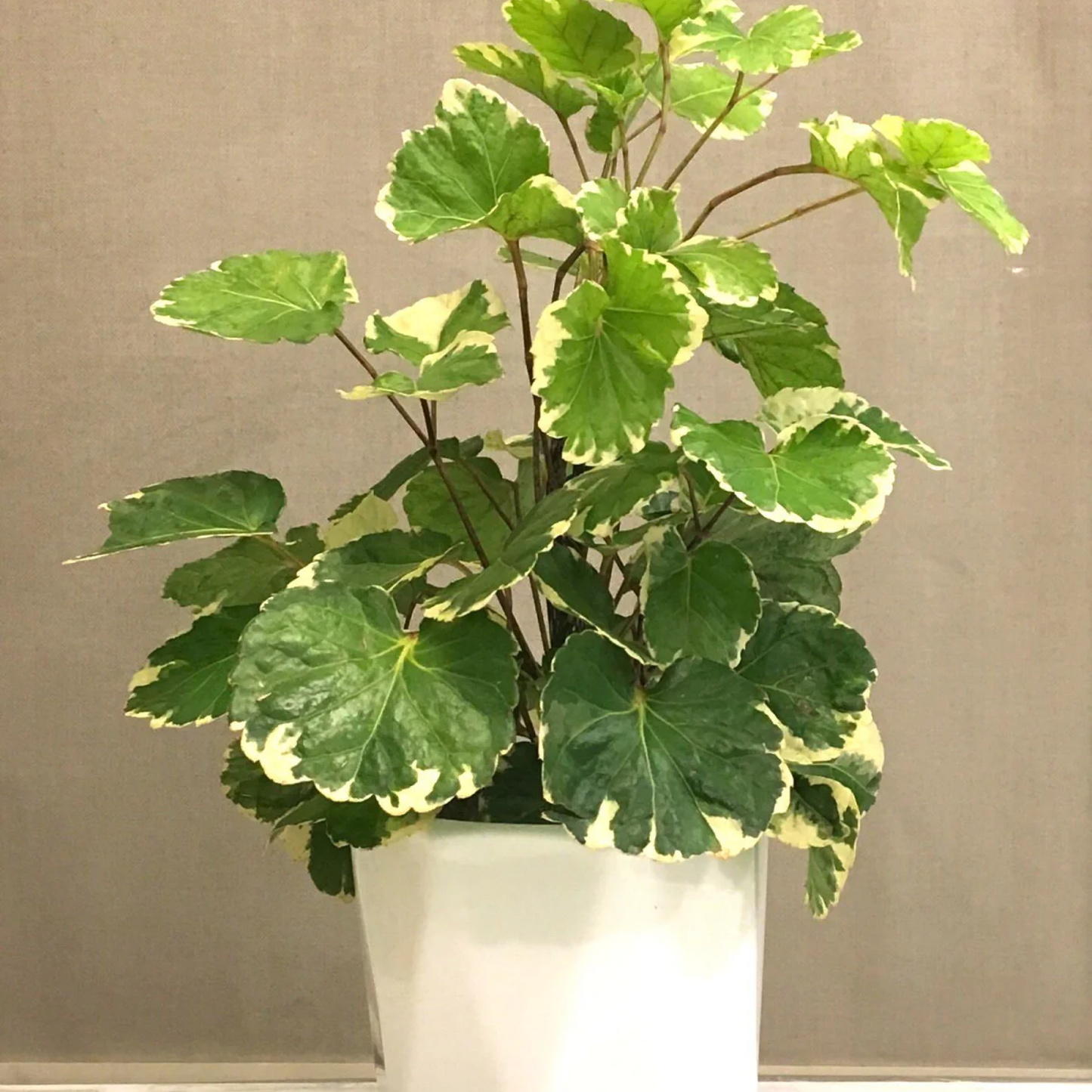 Polyscias balfouriana - Plant