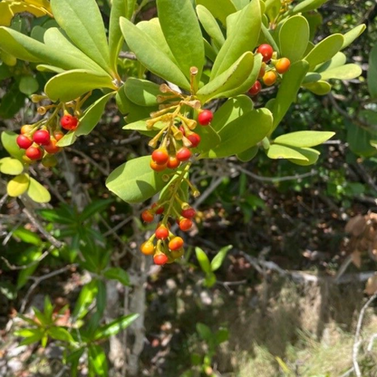 Jacquinia armilaris - Plant
