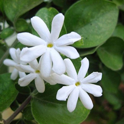 Juhi, Jasminum Auriculatum - Plant