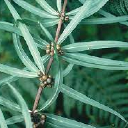 Polygonatum cirrhifolium - Plant