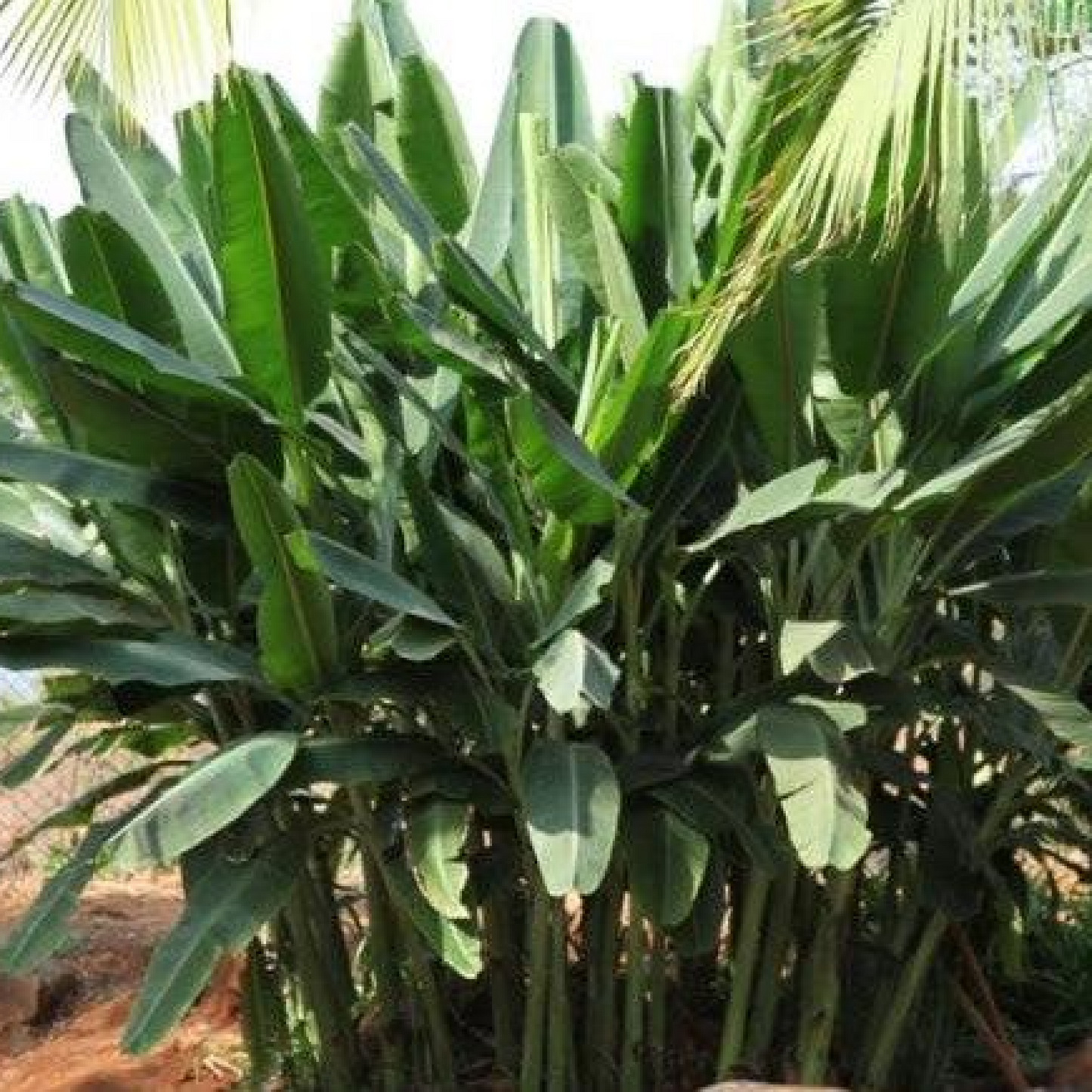 Musa ornata - Plant