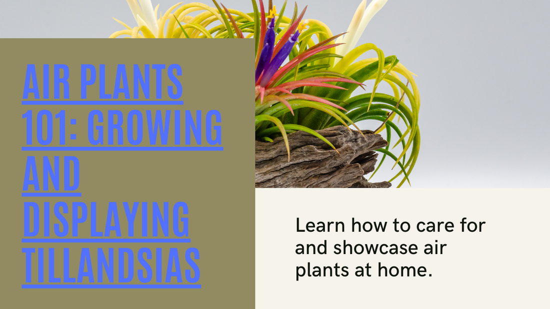 Air Plants on the Rise: A Guide to Growing and Displaying Tillandsias