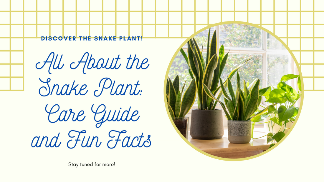 Plant of the Month: Snake Plant - Care Guide and Interesting Facts