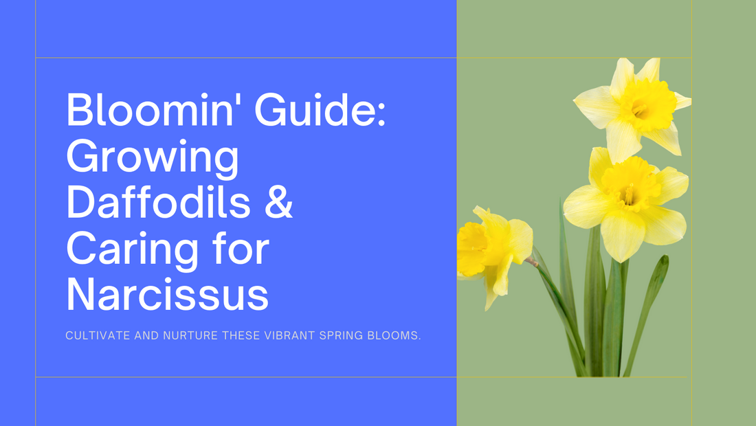 A Bloomin' Guide: How to Grow Daffodils and Care for Narcissus Flowers