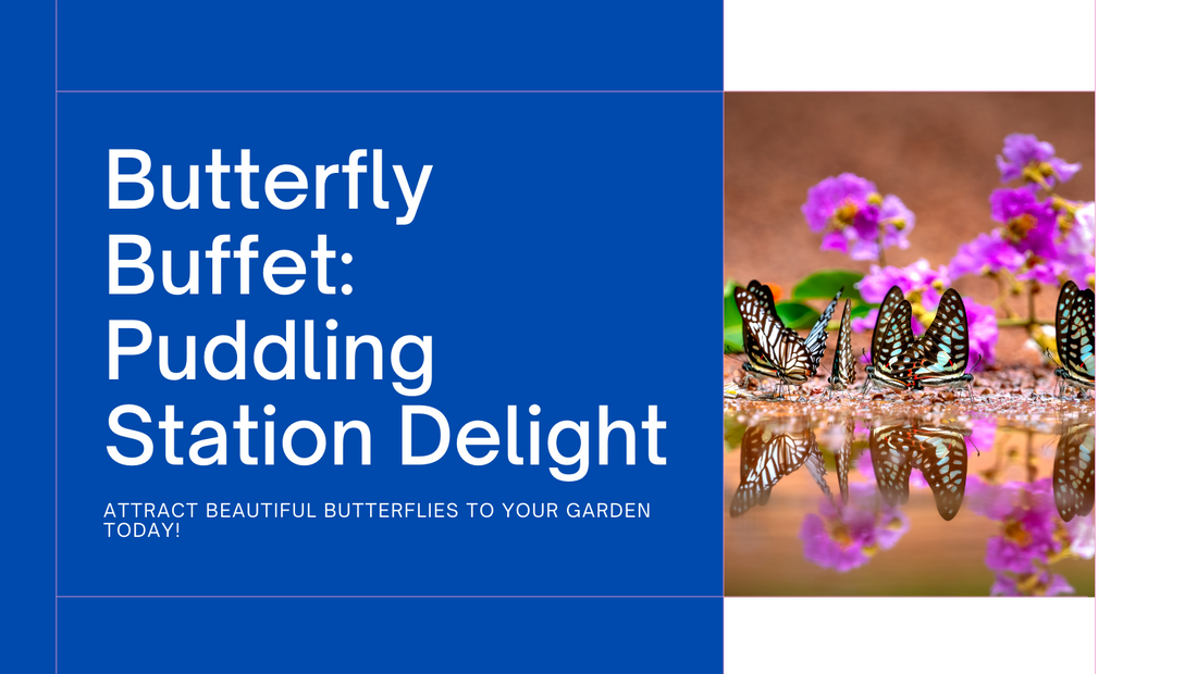 Butterfly Buffet: Create a Puddling Station to Attract Butterflies