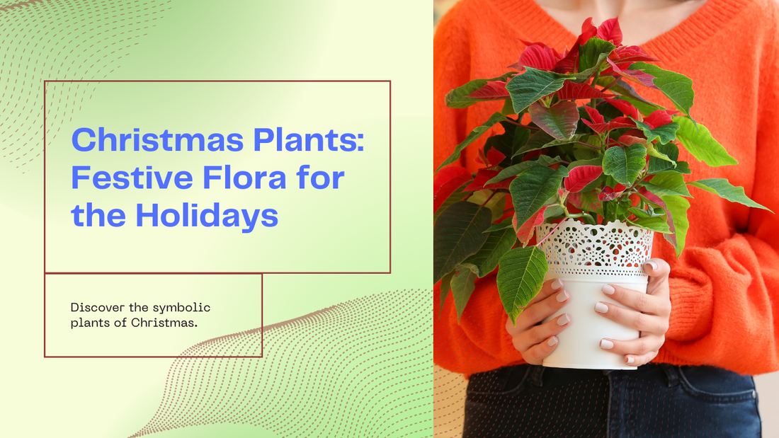 8 Christmas Plants: Plants Associated with Christmas Time
