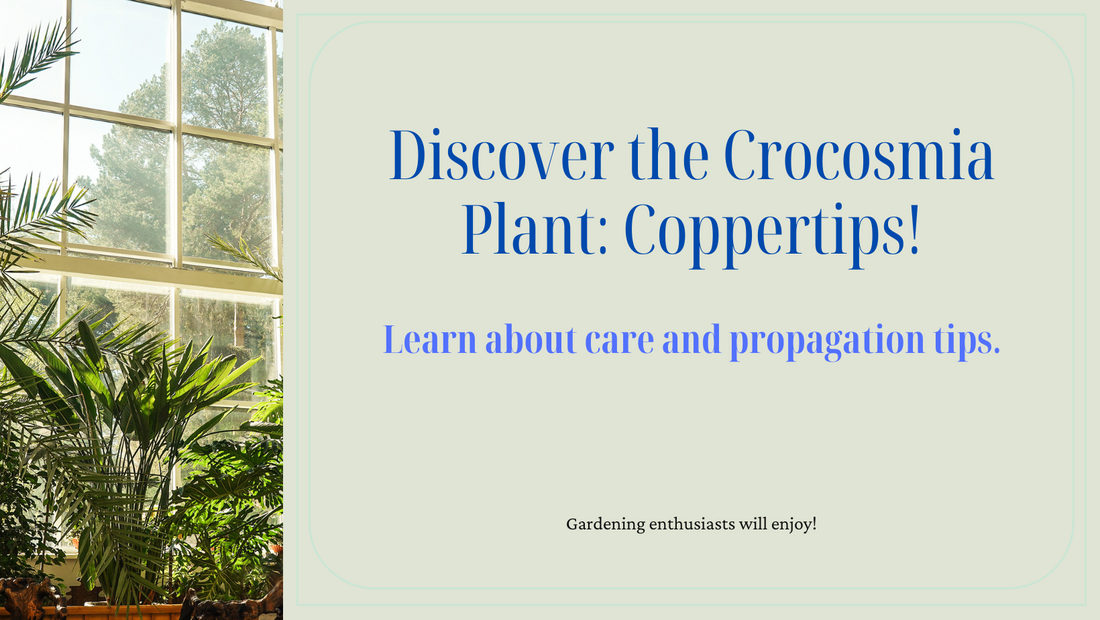 Everything You Should Know About the Crocosmia Plant or Coppertips