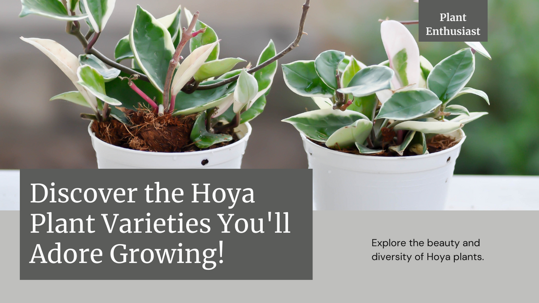Hoya Plants: Types You'd Love to Grow!