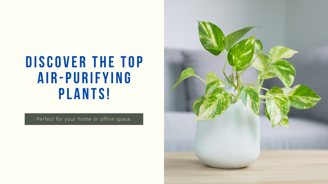 Breathe Easy: Infographic - Top Air-Purifying Plants for Your Home