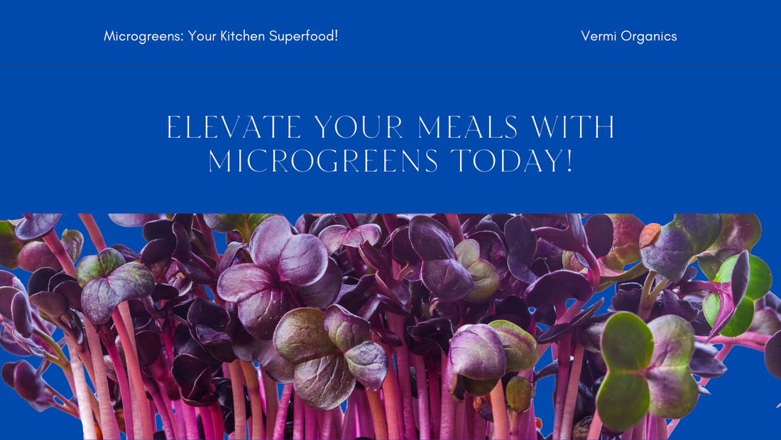 Microgreens on the Move: The Superfood Powerhouse for Your Kitchen