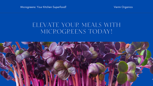 Microgreens on the Move: The Superfood Powerhouse for Your Kitchen