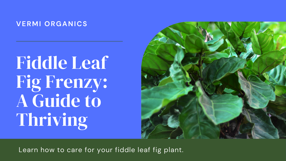 Fiddle Leaf Fig Frenzy: Tips for Thriving Fiddle Leaf Figs in Your Home