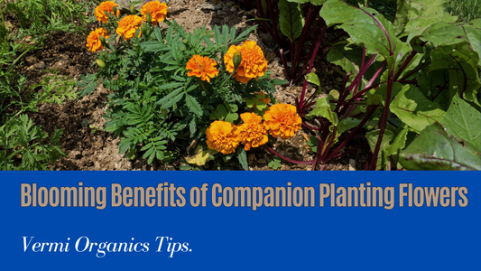 Blooming Benefits: Attract Beneficial Insects with Companion Planting Flowers