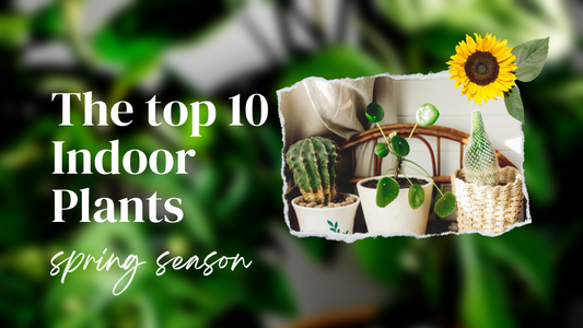 Top 10 indoor flowering plants