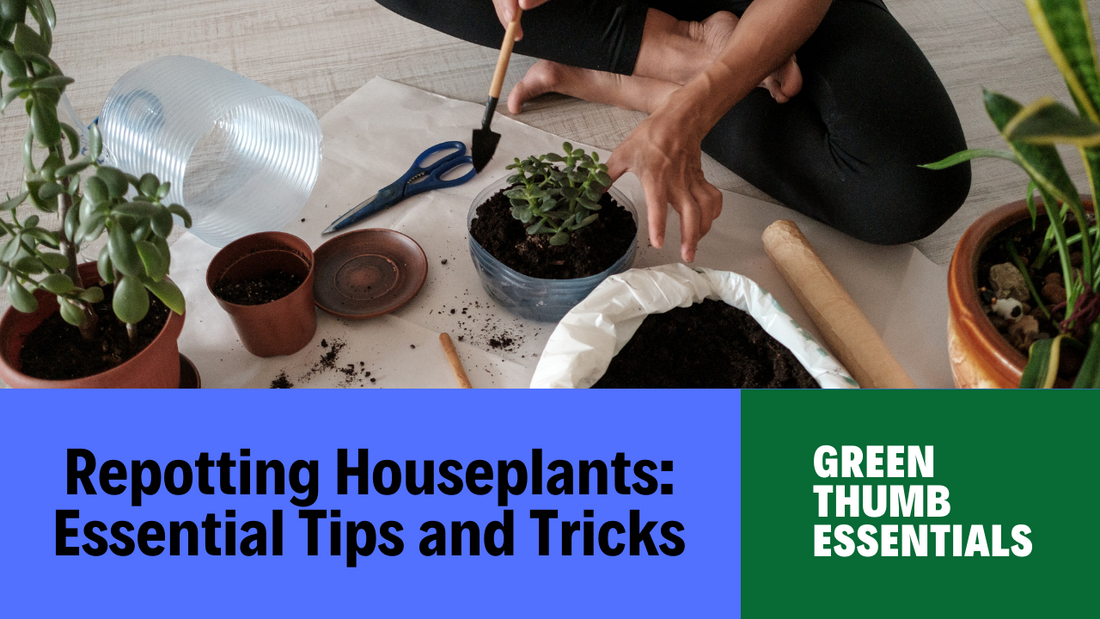 Repotting houseplants: when and how to do it