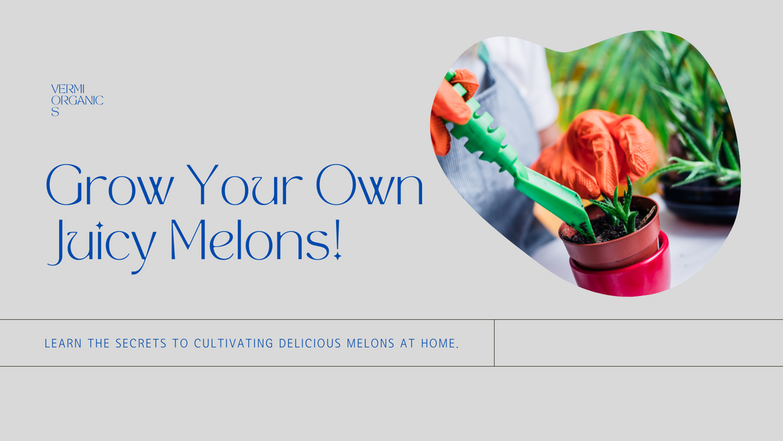 Melon Magic: How to Grow Luscious Melons in Your Home Garden
