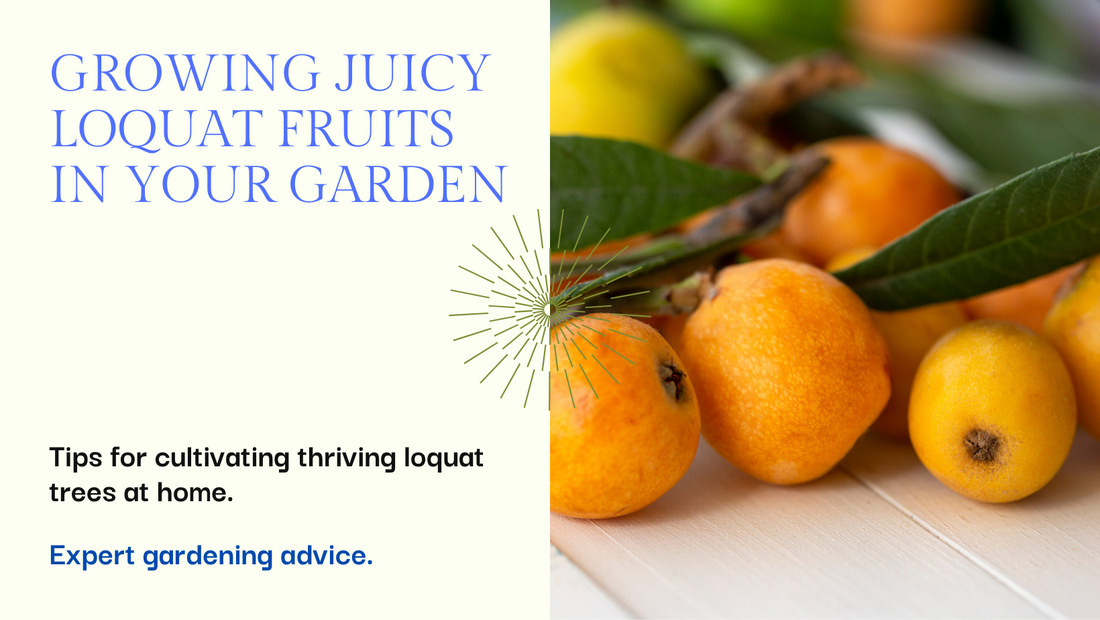 How Can You Grow the Best Loquat Fruits in your Garden?