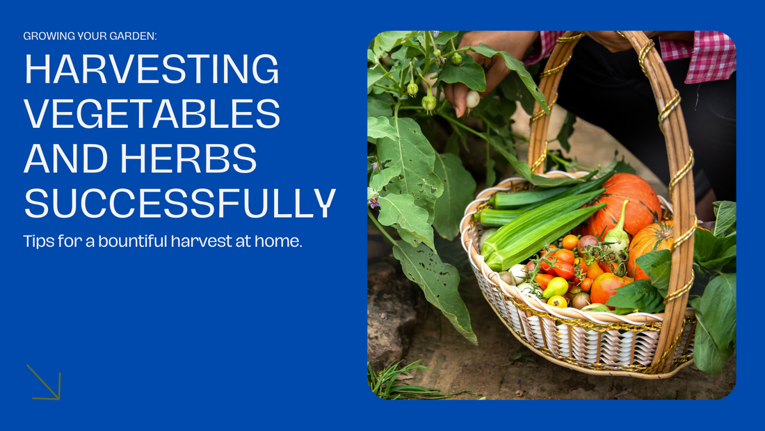 Best practices for harvesting vegetables and herbs
