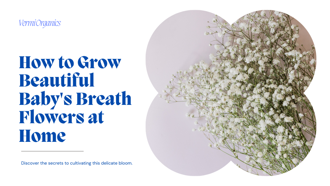 Growing the Baby's Breath Flowers: Gypsophila Paniculata