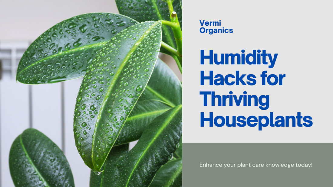 Humidity Hacks: Understanding Humidity Levels for Thriving Houseplants