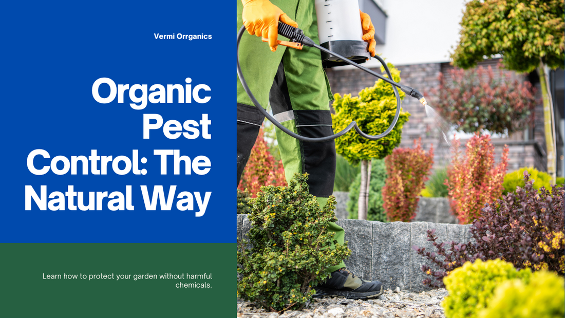 Identifying and controlling garden pests organically