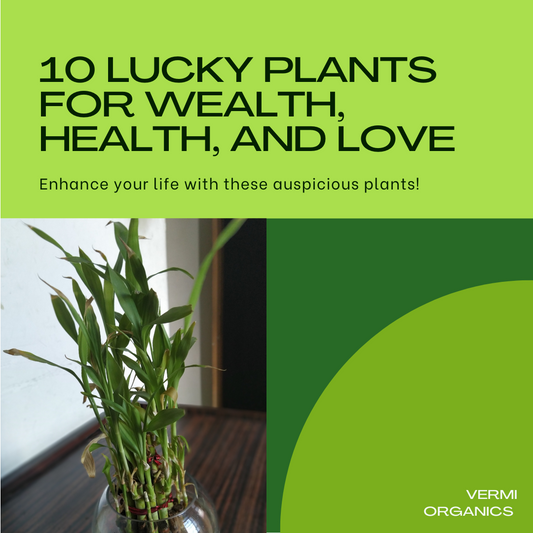 Top 10 lucky plants to bring wealth, health, and love