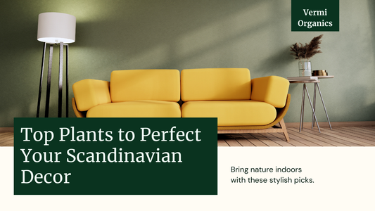 Best Plants for Scandinavian Decor