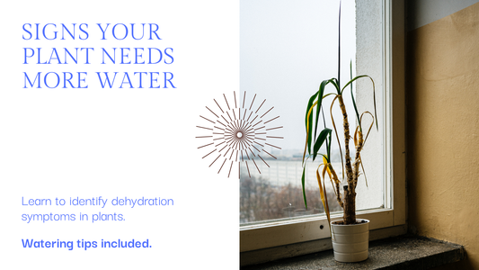 Signs Your Plant is Underwatered