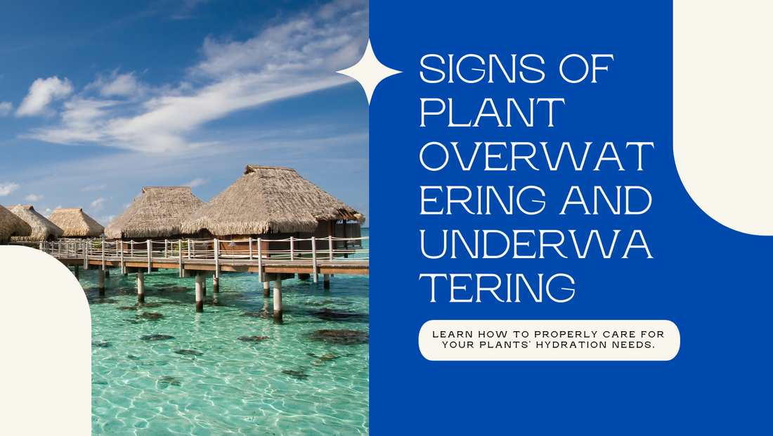 Thirsty or Drowning? Signs of Overwatering and Underwatering Plants