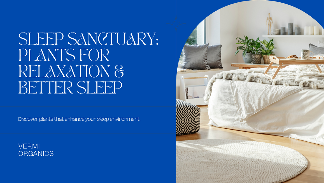Sleep Sanctuary: Plants to Promote Relaxation and a Good Night's Sleep