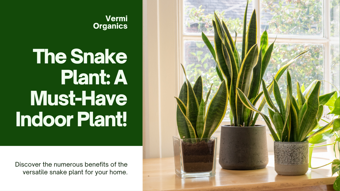 10 Benefits of the Snake Plant: The Ideal Indoor Plant