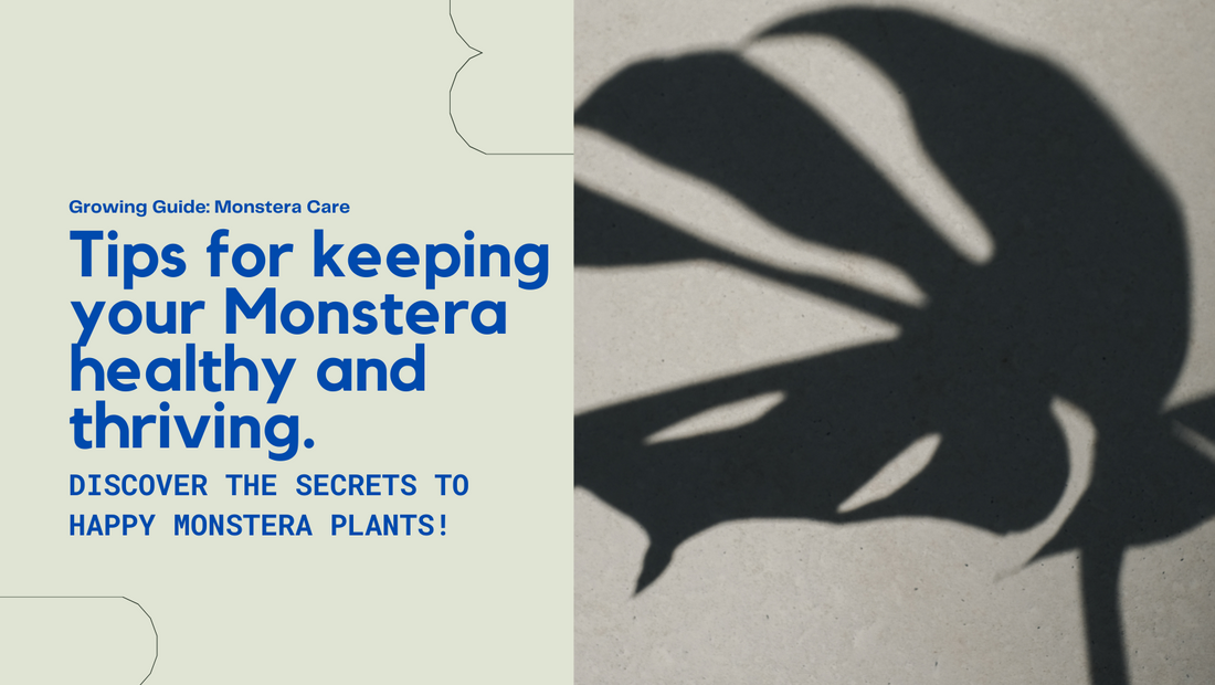 The Majesty of Monstera: Caring for this Popular and Trendy Houseplant