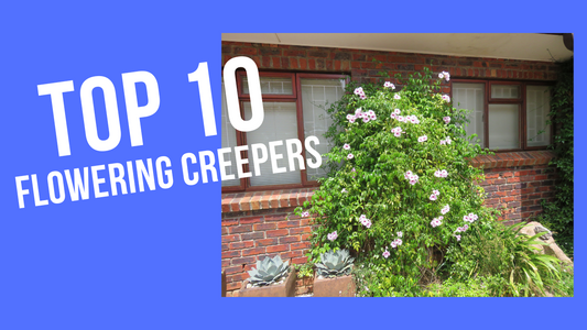 Top 10 Flowering Creepers To Make Your Garden A Happy Space